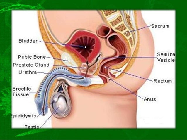 Correct Prostate Massage Correct Prostate Massage
